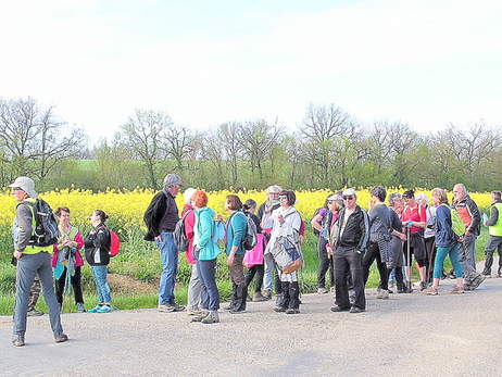 en jaune colza